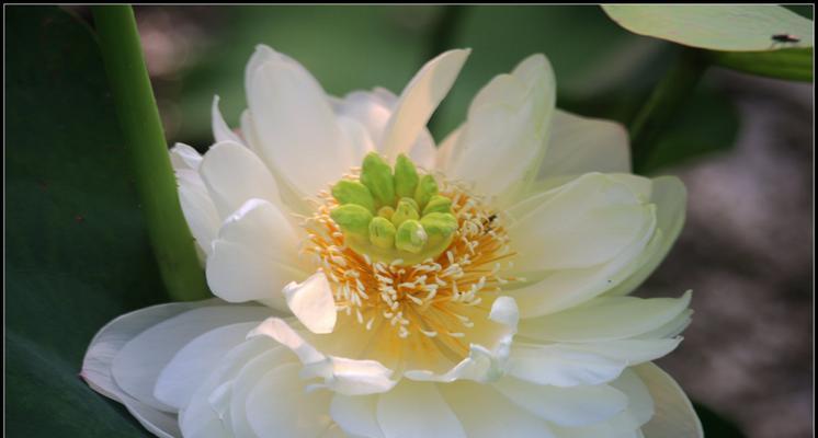 叶底花之美（揭开叶底花的含义）