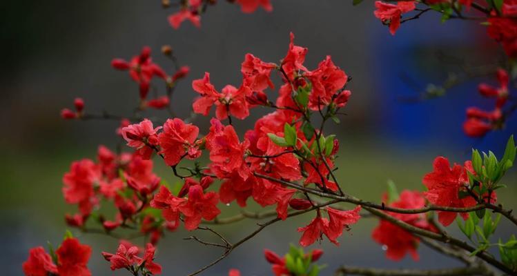 映山红花语与代表意义（探寻映山红花语言背后的深意）