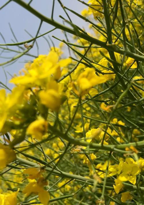 油菜花的花语与传说（探寻油菜花的神秘之处）