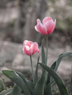 郁金香（探寻郁金香花朵所蕴含的深刻内涵）
