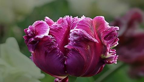 郁金香的花语及象征意义（探索郁金香花的意义与象征）