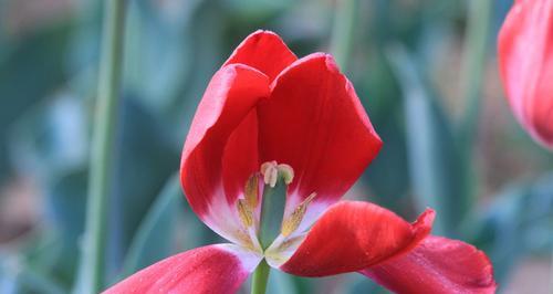 郁金香花语告诉您适合送给什么人，让心意传达无言（以郁金香表达真挚情感）