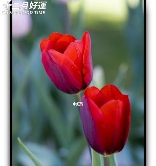 郁金香花语告诉您适合送给什么人，让心意传达无言（以郁金香表达真挚情感）