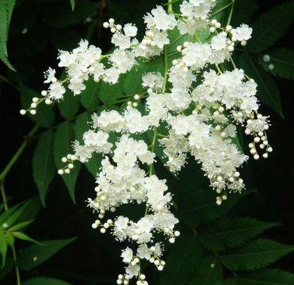珍珠梅花开放的花语（探寻珍珠梅花的花语及其意义）