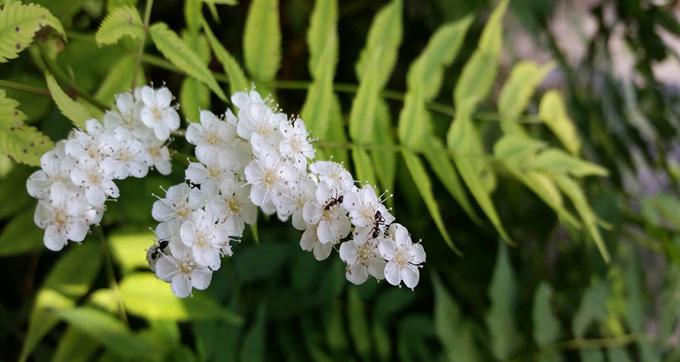 珍珠梅花开放的花语（探寻珍珠梅花的花语及其意义）