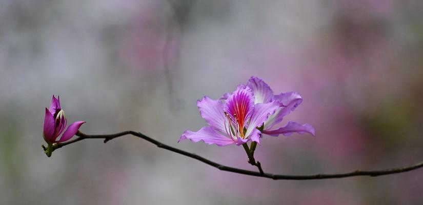 紫荆花（探秘紫荆花的花语与传说）