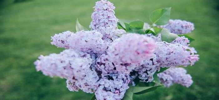 紫色丁香花的花语-寄托浪漫与祝福（以紫色丁香花为主题的花语）