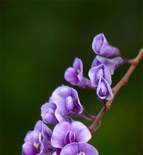 紫色丁香花的花语-寄托浪漫与祝福（以紫色丁香花为主题的花语）