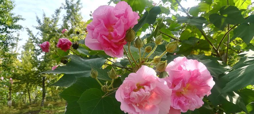 白芙蓉花的象征意义（探寻白芙蓉花的文化内涵）