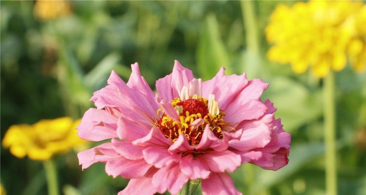 芙蓉菊的花语和寓意（送人的禁忌和建议）
