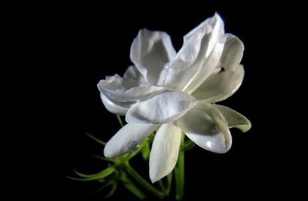 茉莉花（茉莉花语与故事）