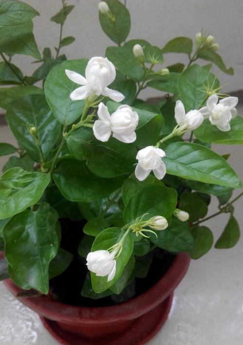 茉莉花（追寻茉莉花的芬芳和象征意义）