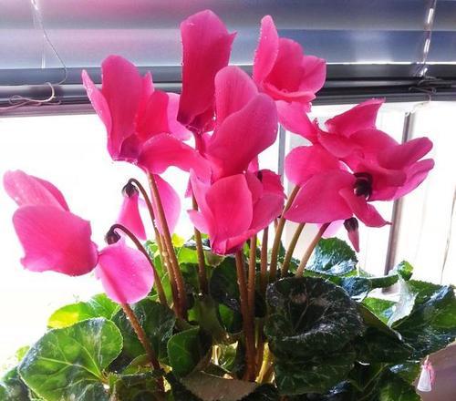 仙客来花的盛开期(探究仙客来花开花期的长短)