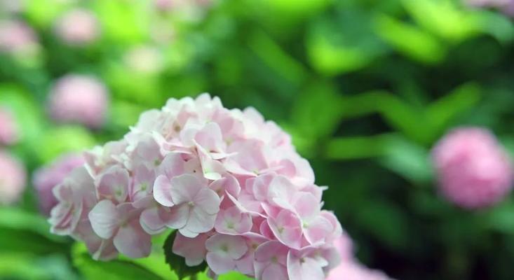 无尽夏绣球的花期是什么时候（了解绣球花的花期）