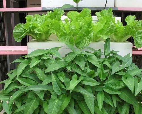 冬季阳台种菜指南（适合在阳台种植的冬季蔬菜有哪些）