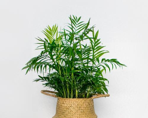 椰子的生长与成熟周期（了解椰子成熟的时间及收获技巧）