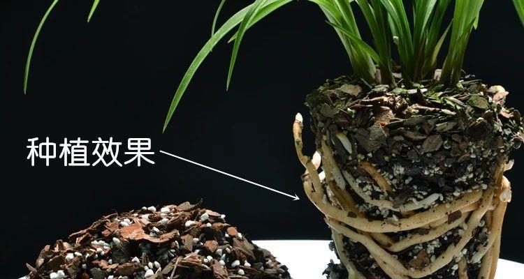 如何利用营养土种植兰花(探索兰花在营养土中的生长秘密)