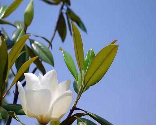 广玉兰不是常绿植物（了解广玉兰的生态特点和季节变化）