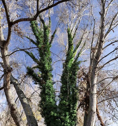 冬日中的生命之美——探秘寒冬植物(寻找冬天的美丽花朵和绿色生命)