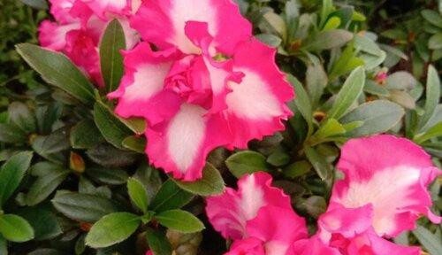 杜鹃花开花期时间及特点（一年四季）