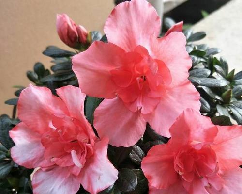 如何给杜鹃花换土（轻松掌握几步）