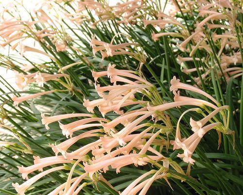 多年生花卉的栽培与管理（打造花园的长青之美）
