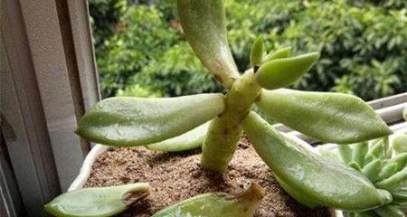 多肉掉叶子怎么办（多肉植物掉叶子原因分析及应对方法）