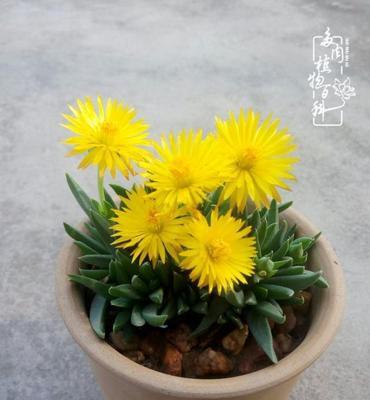 珍贵多肉植物品种介绍（探秘珍稀多肉植物的价值与魅力）