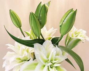 白百合花（花间精灵的美丽传说）