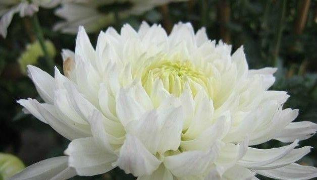 白菊花的寓意与美丽（揭示白菊花的深层内涵）