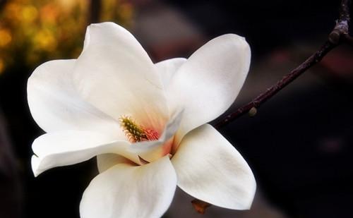 白兰花之美（揭开白兰花的内心世界）