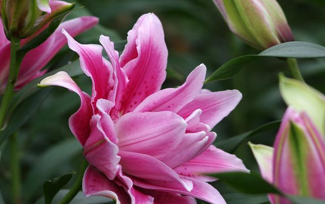白色百合花语——纯洁与祝福(探寻白色百合的花语和象征意义)