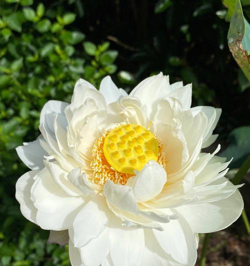 白色牡丹花的寓意与美丽(深入解读白色牡丹花的象征意义)