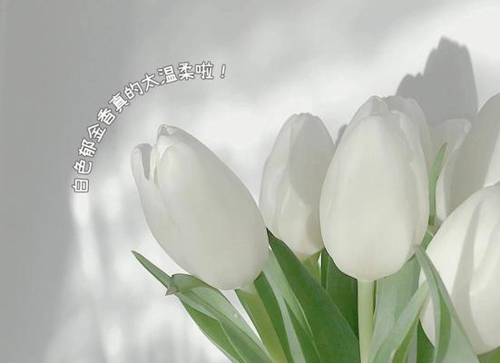 白色郁金香的纯洁之花（纯白花香）