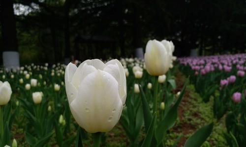 白色郁金香花语（透过白色郁金香）