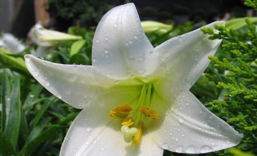百合花——爱与纯洁的象征（百合花的寓意与文化传承）