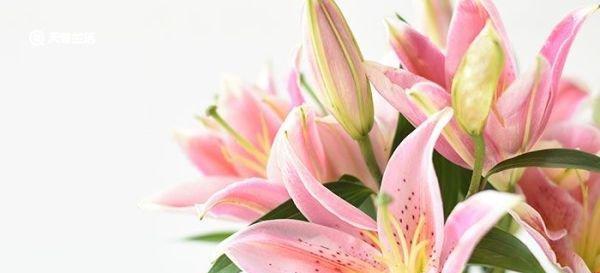 百合花的寓意与象征（探究百合花的文化内涵及应用领域）