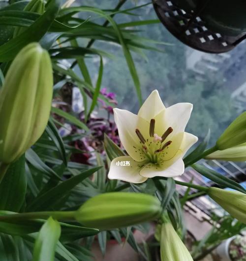 百合花绽放的寓意(百合花开——美丽与纯洁的象征)
