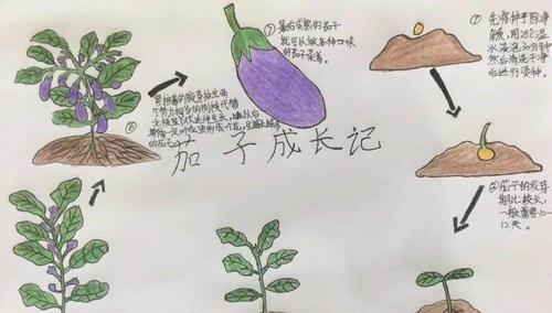 如何正确浇水金桔树（金桔树浇水技巧和注意事项）