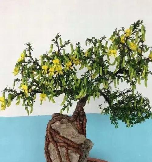金雀叶子蔫了怎么办(教你五招轻松应对金雀叶子的萎缩问题)