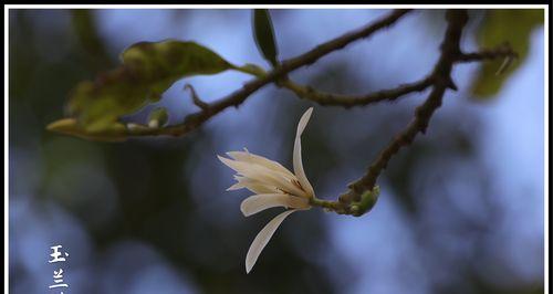 含笑花的花语与意义（喜悦之花）