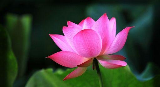 令箭荷花的花语和寓意（唯美与纯洁的令箭荷花）