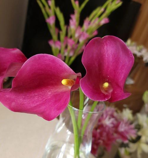 红色马蹄莲花的美丽与寓意（探索红色马蹄莲花的花语与魅力）