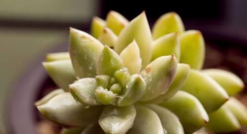 黄丽的花语——生命的灿烂（探寻花朵散发的美丽力量）