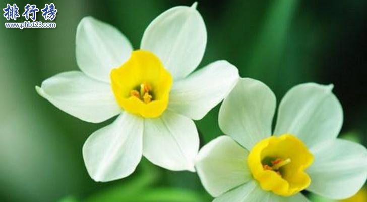 黄水仙花语（传达生命力与勇气）