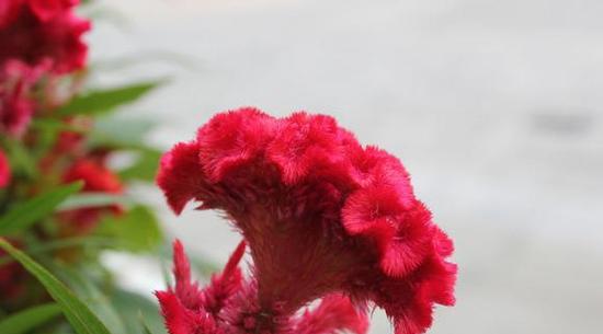 鸡冠花的花语及其意义(探索鸡冠花的花语)