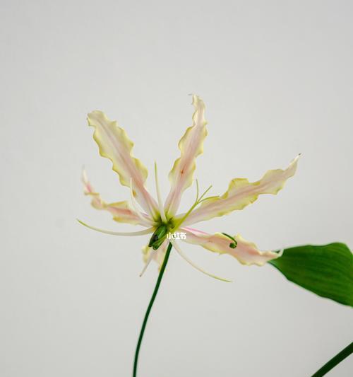 嘉兰花语的文化背景与意义（探寻嘉兰的历史渊源和传统文化特色）