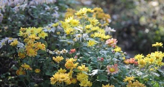 地栽菊花养护指南(冬天怎么防止冻死)
