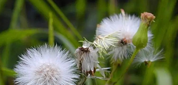灯笼花与蒲公英——同名异物（探究灯笼花和蒲公英的差异）