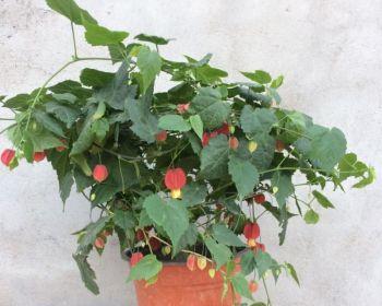 灯笼花剪枝指南（什么时候剪枝最合适）